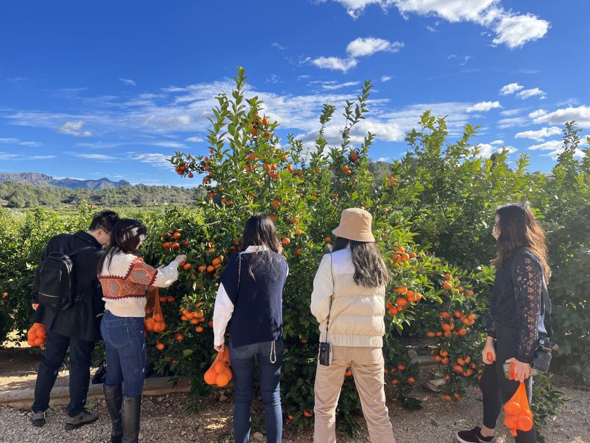 Valencia: Orange Farm and Orchard Trip With Tastings - Pricing and Language Options