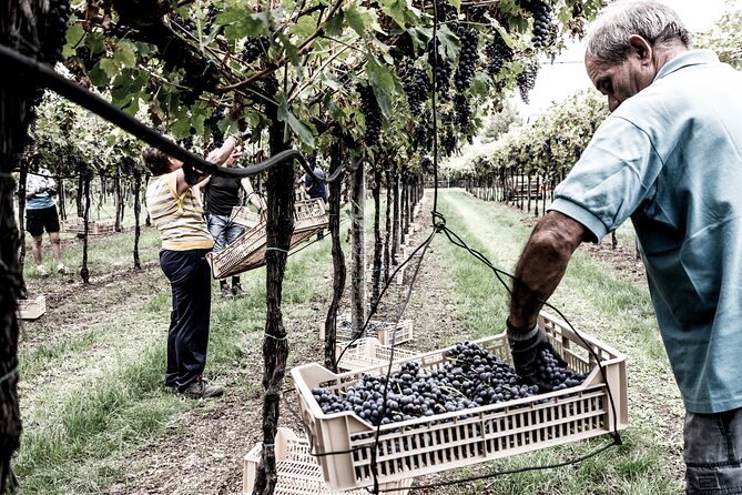 Verona Area: Wine Tasting Experience in Valpolicella - Last Words