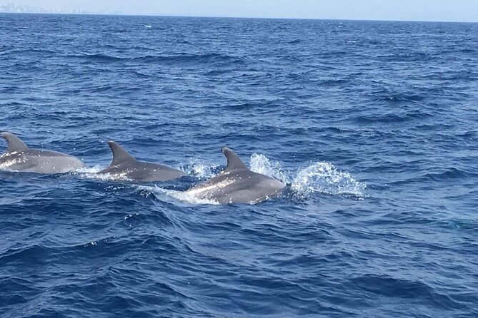 Walk and Dolphin Watching in Fuengirola 1 Drink - Common questions