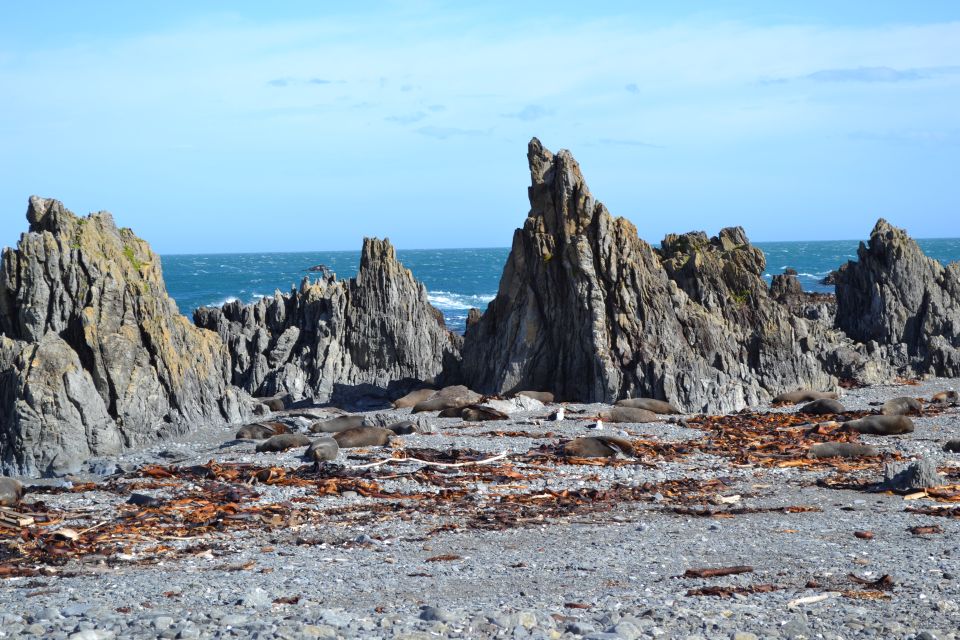 Wellington: Half Day Seal Coast Safari - Cancellation Policy