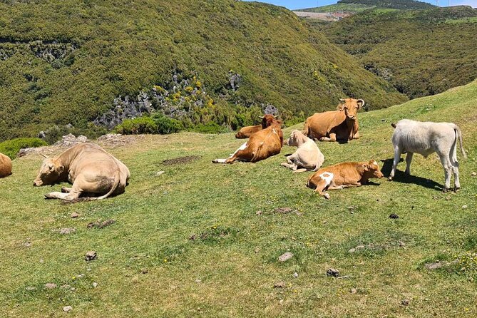 West of Madeira Private Half-Day Tour - Common questions