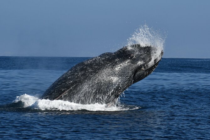 Whale and Dolphin Watching in San Diego - Common questions