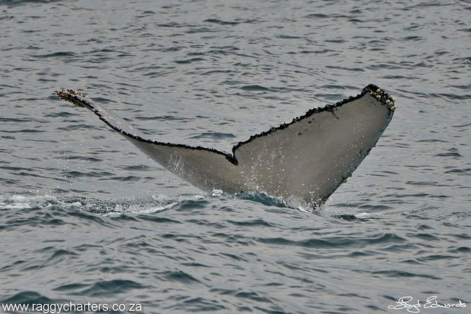 Whale, Dolphin & Penguin Island Cruise - Inclusions and Amenities