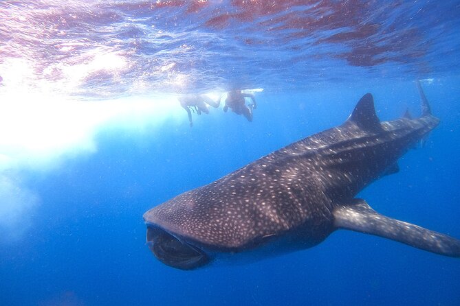 Whale Shark and Snorkeling Adventure From Isla Holbox - Common questions
