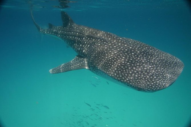 Whale Shark Encounter Full-Day All Inclusive Tour From Riviera Maya - Last Words