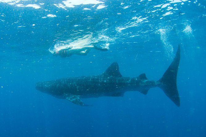 Whale Sharks Small-Group Tour in Cancun and Riviera Maya - Directions