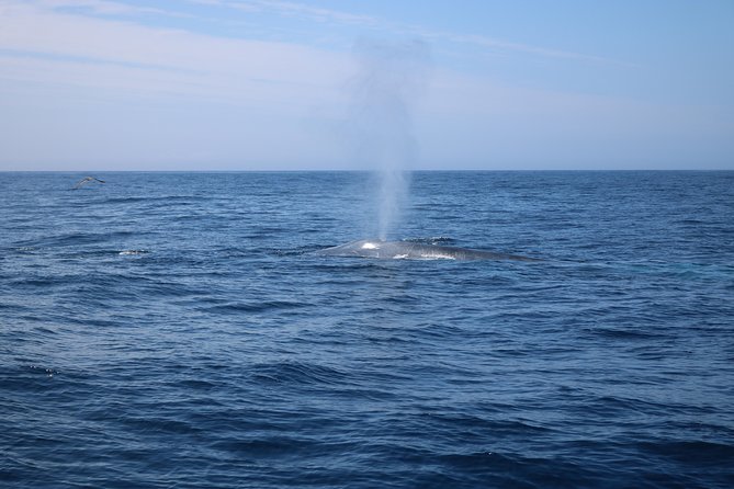 Whale Watching and Jeep Tour - Common questions