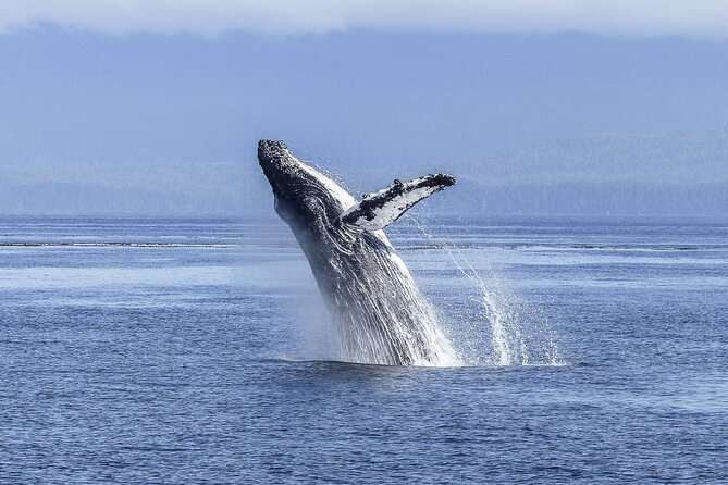 Whale Watching Cruise in Los Cabos - Customer Reviews and Additional Info