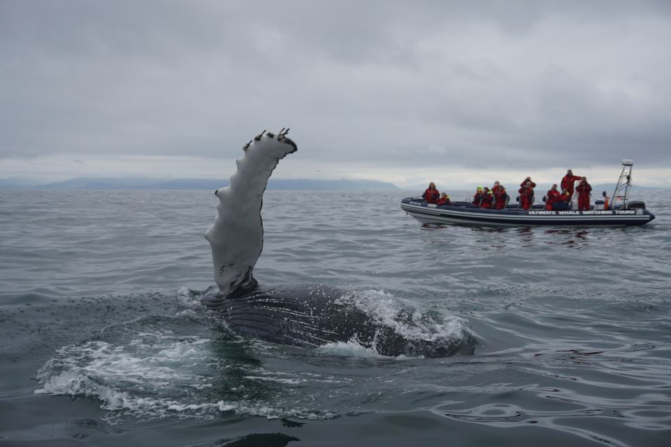 Whale Watching in Reykjavik by Speedboat - Safety Features and Comfort