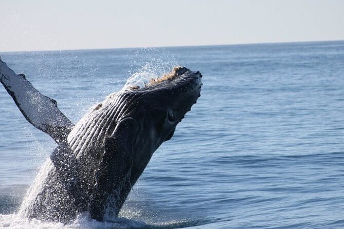 Whale Watching Tour in Los Cabos