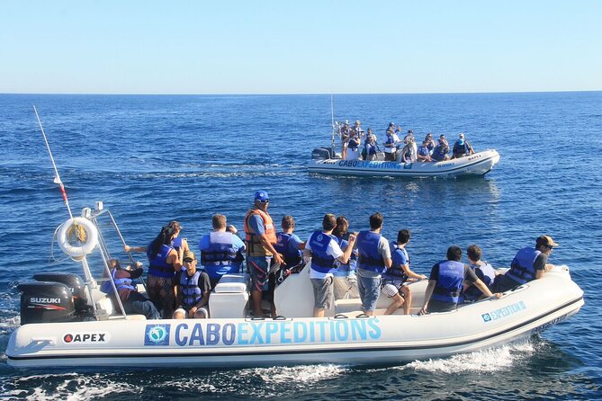 Whale Watching Zodiac in Cabo San Lucas With Comp Transportation - Last Words