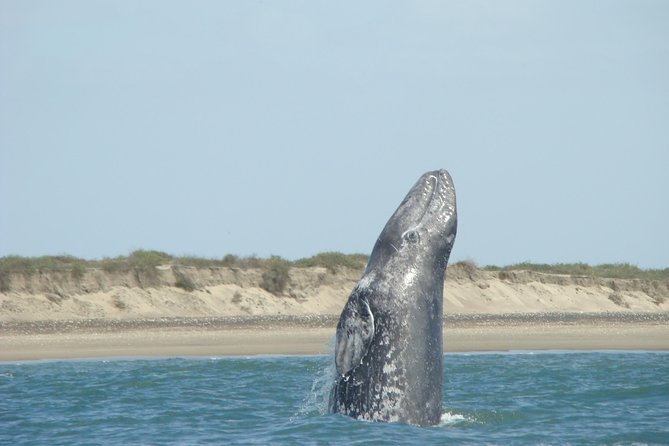 Whales Tour From La Paz - Common questions