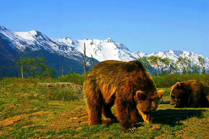 Year Round Glacier View & Wildlife Anchorage Adventure Tour - Last Words