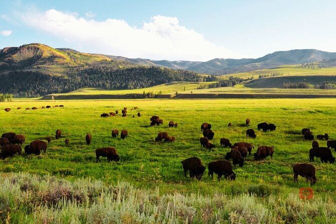 Yellowstone and Grand Teton Audio Driving Tour - Traveler Reviews and Ratings