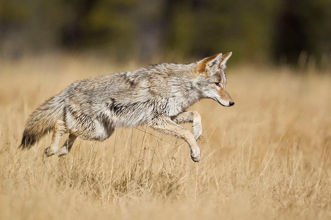 Yellowstone Custom Wildlife and Nature Tour - Common questions