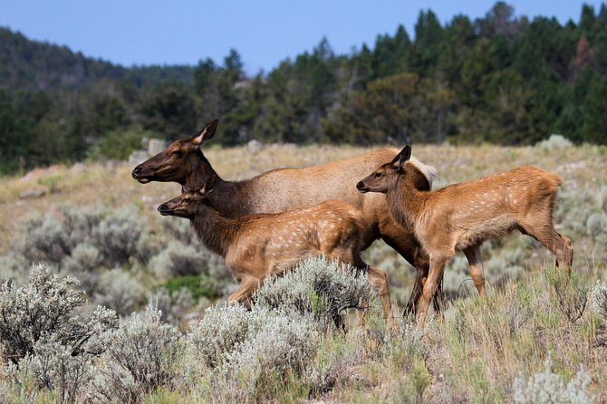 Yellowstone Private Upper Loop Tour With Lunch - Pricing Information