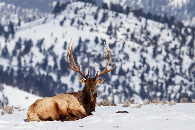 Yellowstone Snowshoe Safari From Bozeman - Private Tour - Booking Information