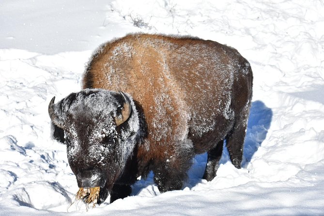 Yellowstone Western Tours - Directions for Yellowstone Tour