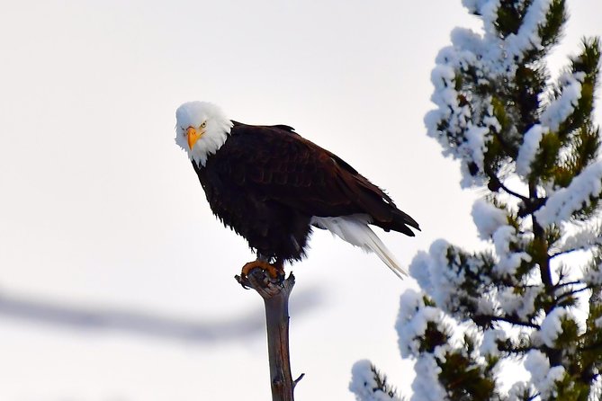 Yellowstone Winter Wildlife, Mammoth Hot Springs Private Tour  - Bozeman - Safety Measures in Place