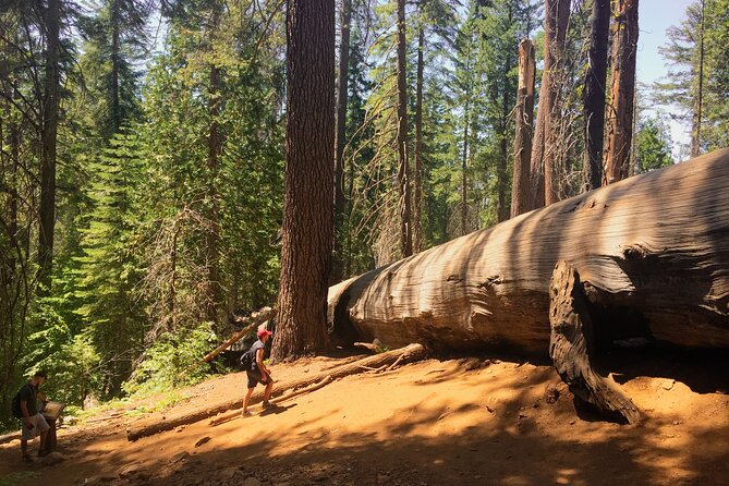 Yosemite and Giant Sequoias Day Tour - Last Words