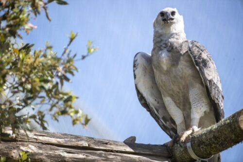 Zooparc De Beauval: Day Admission Ticket - Common questions