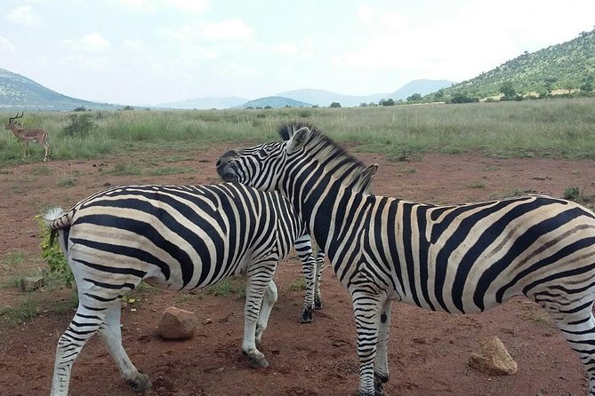 2 Day Tented Safari in the Pilanesberg - Traveler Resources and Support