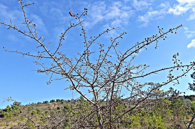 A Journey Through the Forgotten Sierra ... - Serra De Brasfemes, Coimbra - Common questions