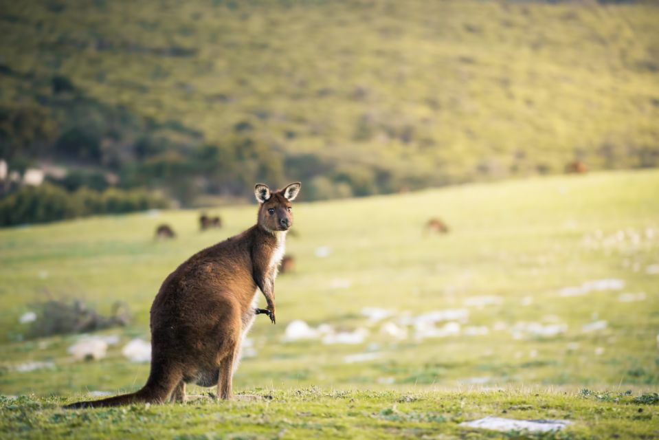 Adelaide: 3-Day Kangaroo Island Adventure Tour With Camping - Online Check-In and Health Declaration