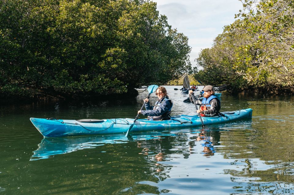 Adelaide: Dolphin Sanctuary Eco Kayaking Tour - Common questions