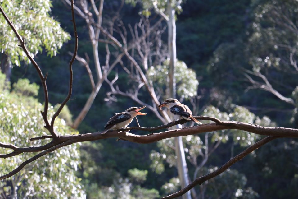 Adelaide: Morialta Wilderness and Wildlife Hike - Common questions