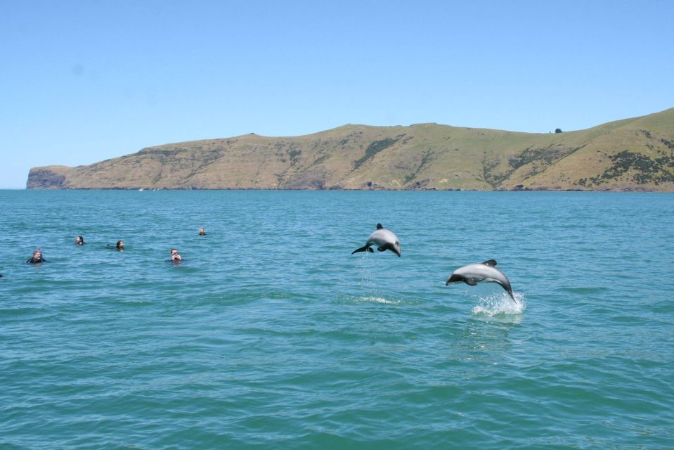 Akaroa: Swimming With Wild Dolphins 3-Hour Experience - Location and Meeting Point Information