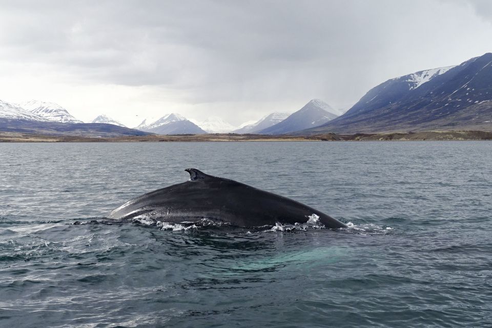 Akureyri: Whale Watching in the Midnight Sun - Directions