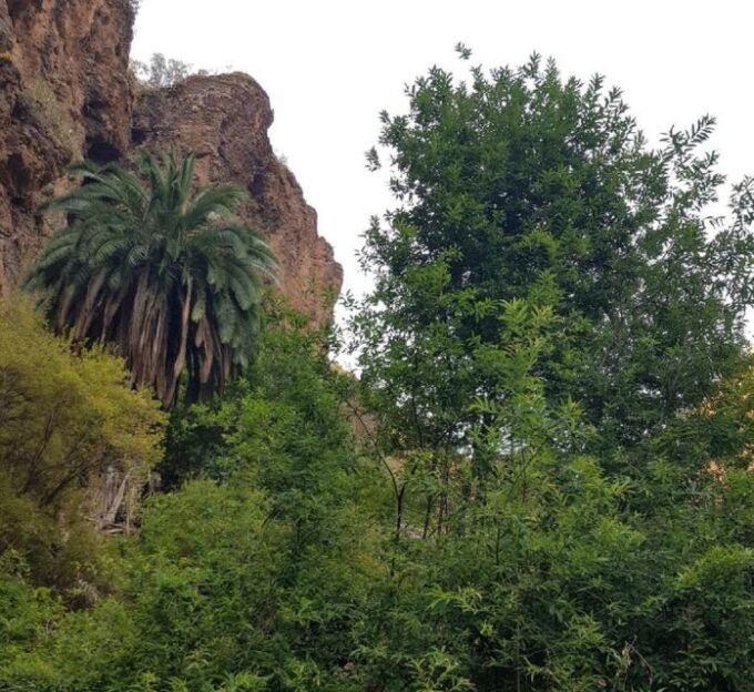 Azuaje Laurisilva Tour - Descending Into Unique Ravine Flora