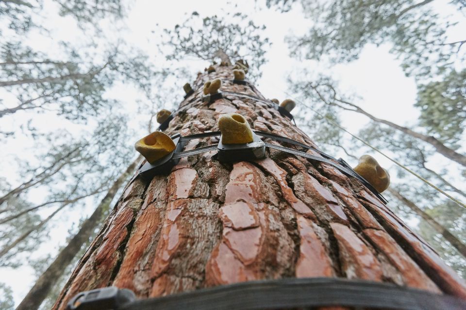 Busselton: Forest Adventure With Zip Lining and Rope Course - Last Words