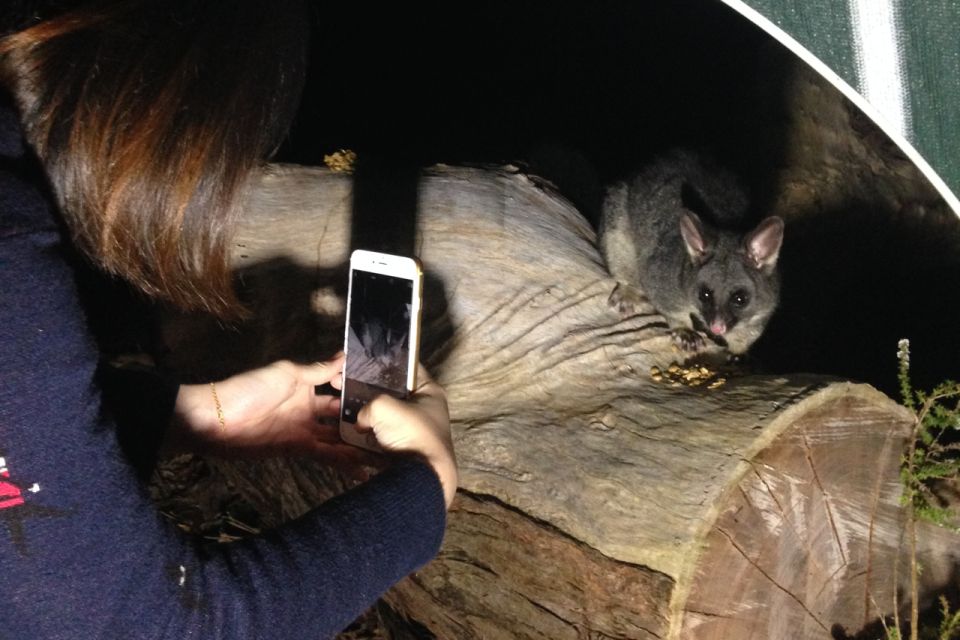 Busselton: Nocturnal Animal Tour - Last Words