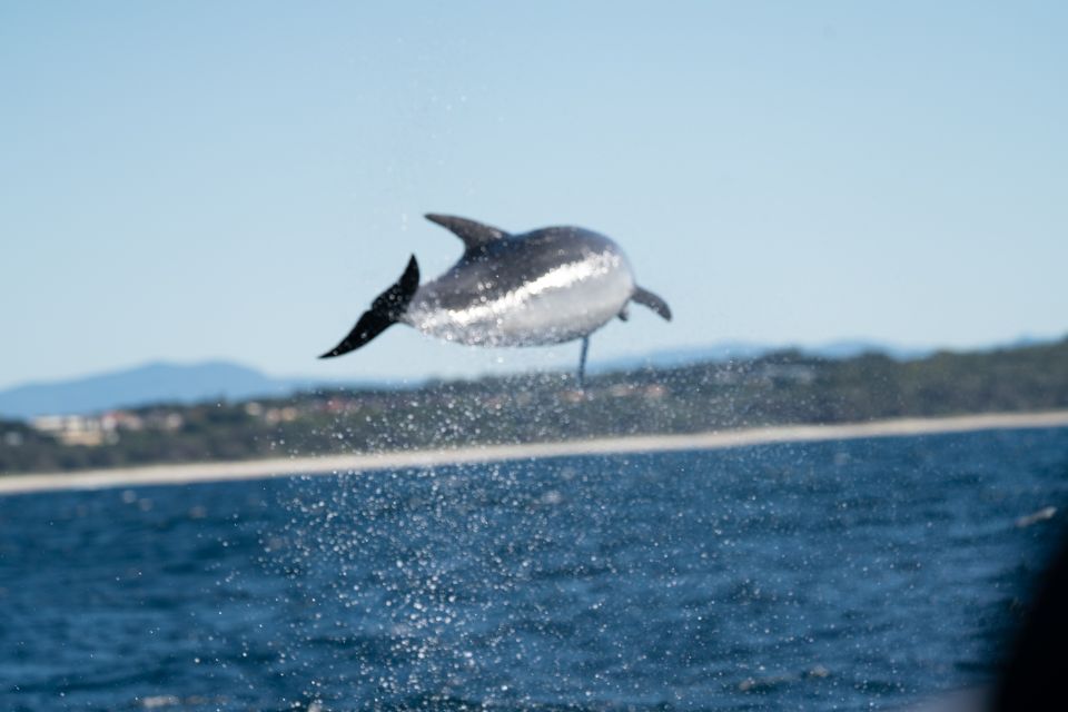Byron Bay: Cruise With Dolphins Tour - Customer Reviews
