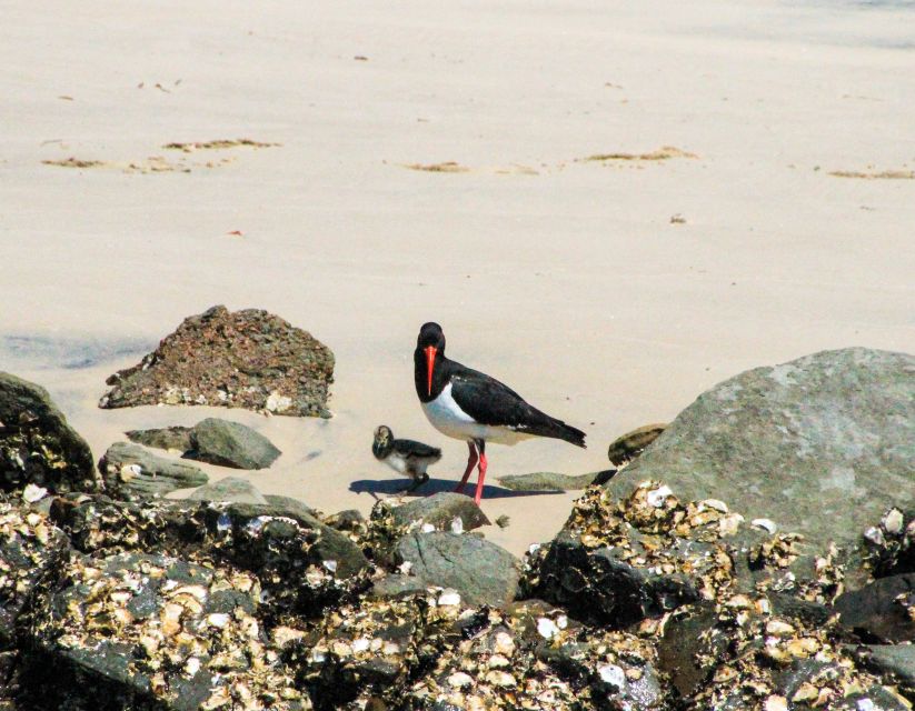 Byron Bay: Scenic Sunset River Cruise - Booking and Directions