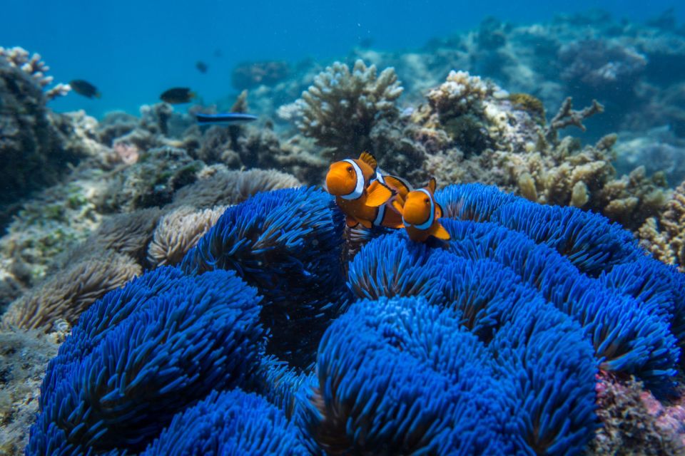 Cairns: Snorkel & Dive a Secluded Great Barrier Reef Island - Accessibility and Restrictions