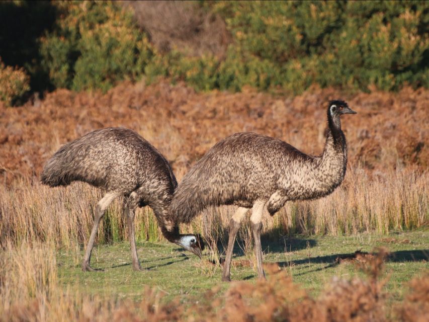 Canberra: Best of Wildlife Tour - Last Words