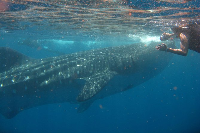 Cancun Whale Shark Tour With Transportation - Eco-Friendly Practices and Marine Conservation