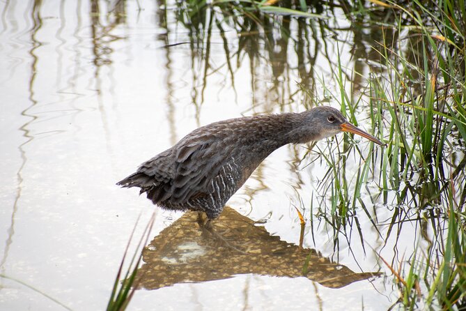 Charleston Bird Watching Tour - Common questions