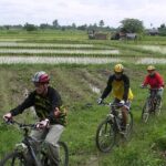 8 chiang mai rice fields biking tour Chiang Mai Rice Fields Biking Tour