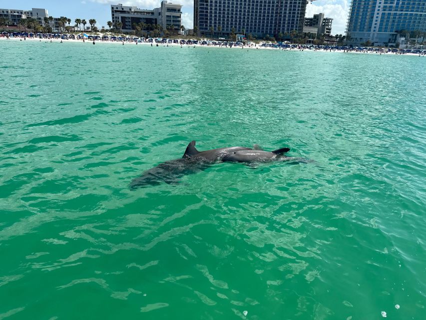 Clearwater Beach: Dolphin and Sandbar Boat Cruise - Additional Tips