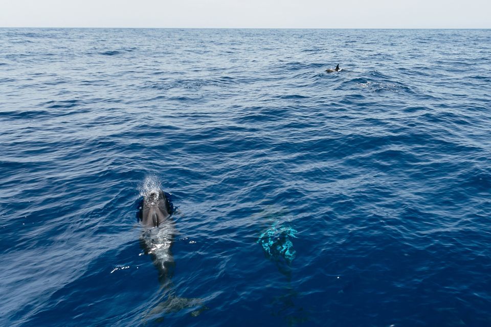 Costa Adeje: Whale Watching Catamaran Tour With Drinks - Booking and Reservation Details