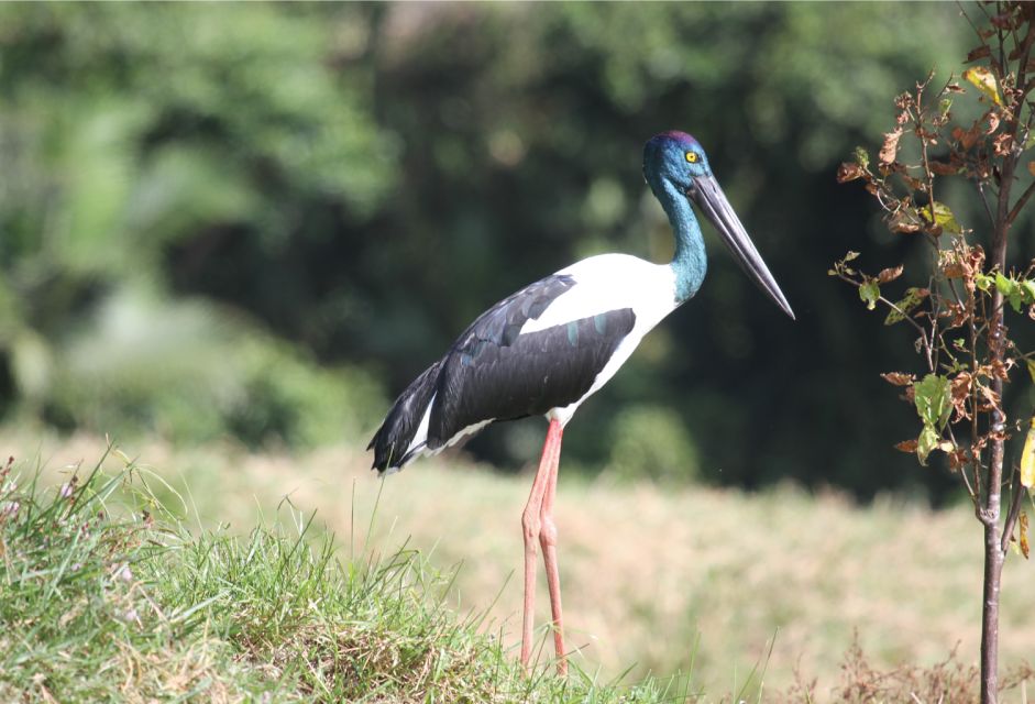 Daintree Rainforest: Crocodile & Wildlife River Cruises - Directions