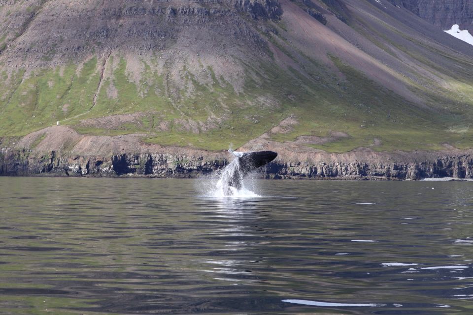 Dalvík: Whale Watching Speedboat Tour - Last Words