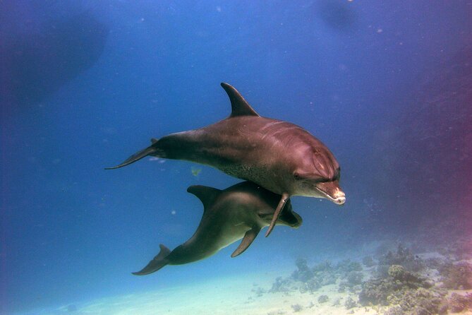 Dolphin House Royal VIP Snorkeling Sea Trip, Lunch, Water Sports - Hurghada - Tour Highlights