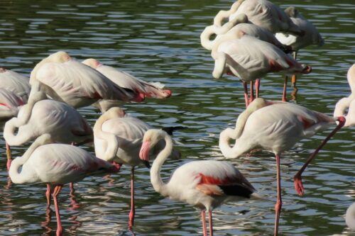 El Rocío: Doñana National Park 4x4 Jeep Tour - Additional Considerations and Reviews