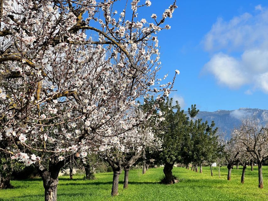 Embrace the Enchantment of Mallorca's Almond Blossom Season - Last Words