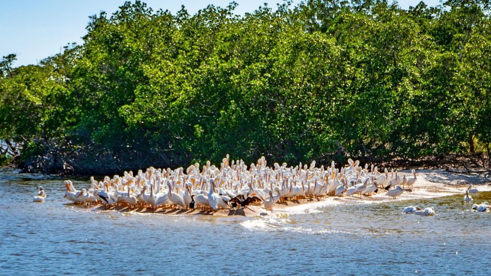 Everglades National Park: Pontoon Boat Tour & Boardwalk - Last Words